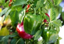 Bell peppers garden