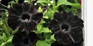 Black petunia