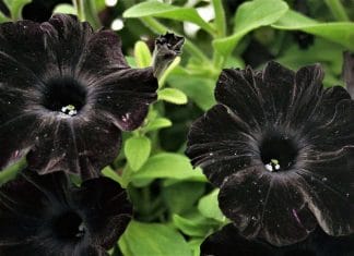 Black petunia