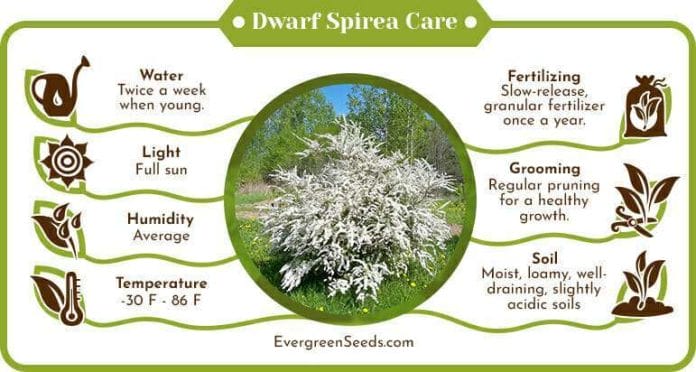 Dwarf spirea care infographic