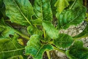 Green spinach leaves
