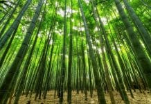 Green bamboo forest e