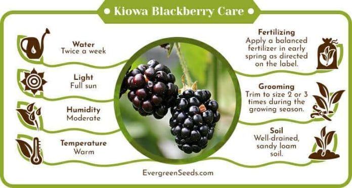 Kiowa blackberry care infographic