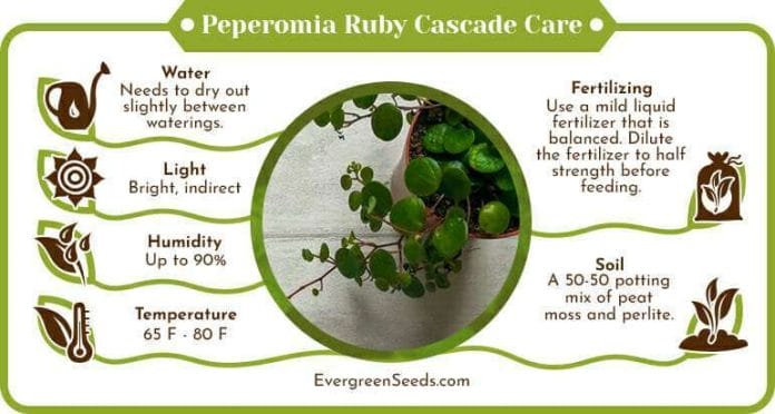 Peperomia ruby cascade care infographic