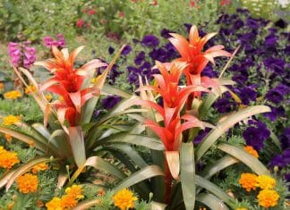 Scarlet star bromeliad in a garden