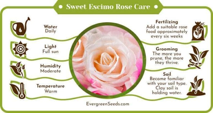 Sweet escimo rose care infographic