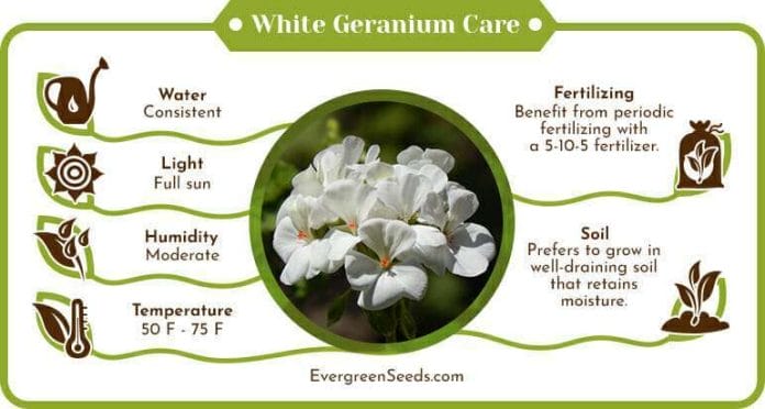 White geranium care infographic