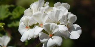 White geranium flowers