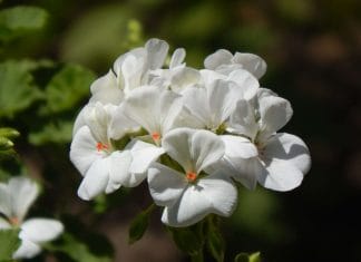 White geranium flowers