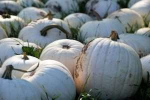 White pumpkins on a field