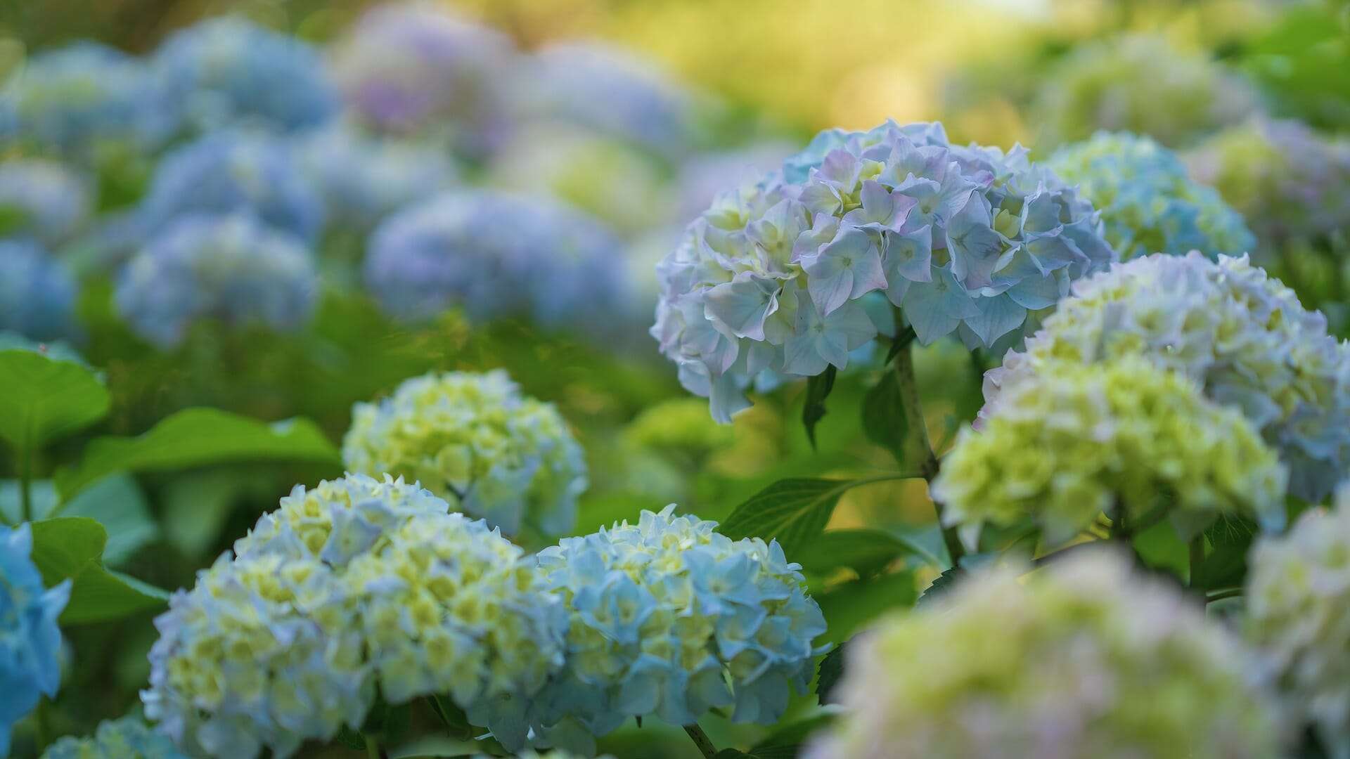 Tall Shrubs for Shade The 20 Varieties To Consider for Your Garden