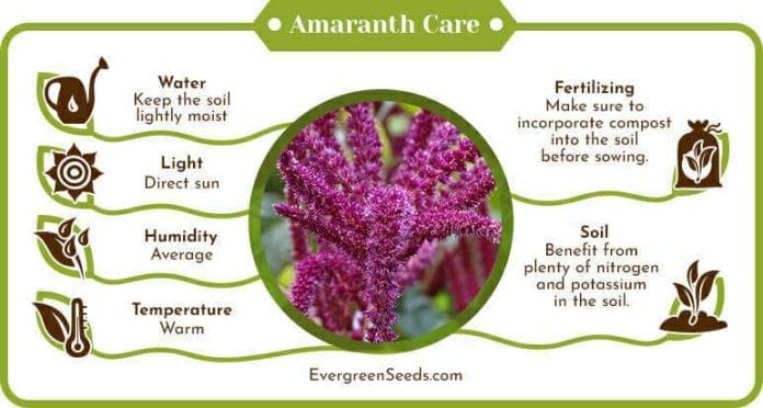 Amaranth plant care infographic