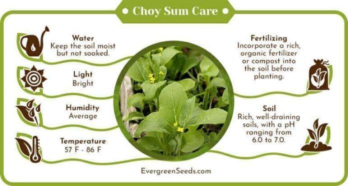 Choy sum care infographic