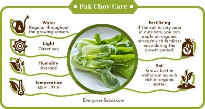 Pak choy care infographic