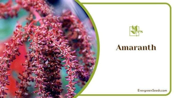 Purple amaranth plant