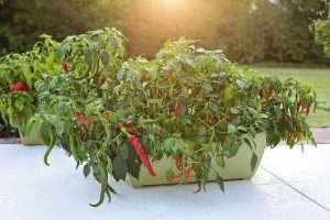 Big garden box of chi chien peppers