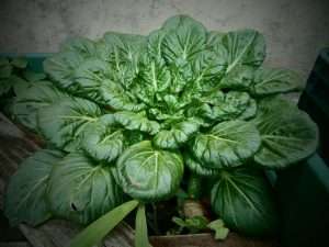Growing malabar spinach