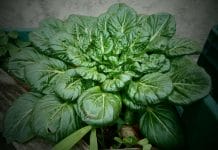 Growing malabar spinach