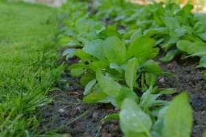 Malabar spinach garden