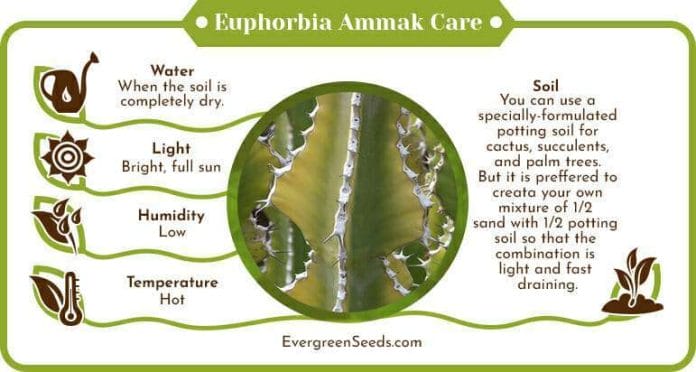 Euphorbia ammak care infographic
