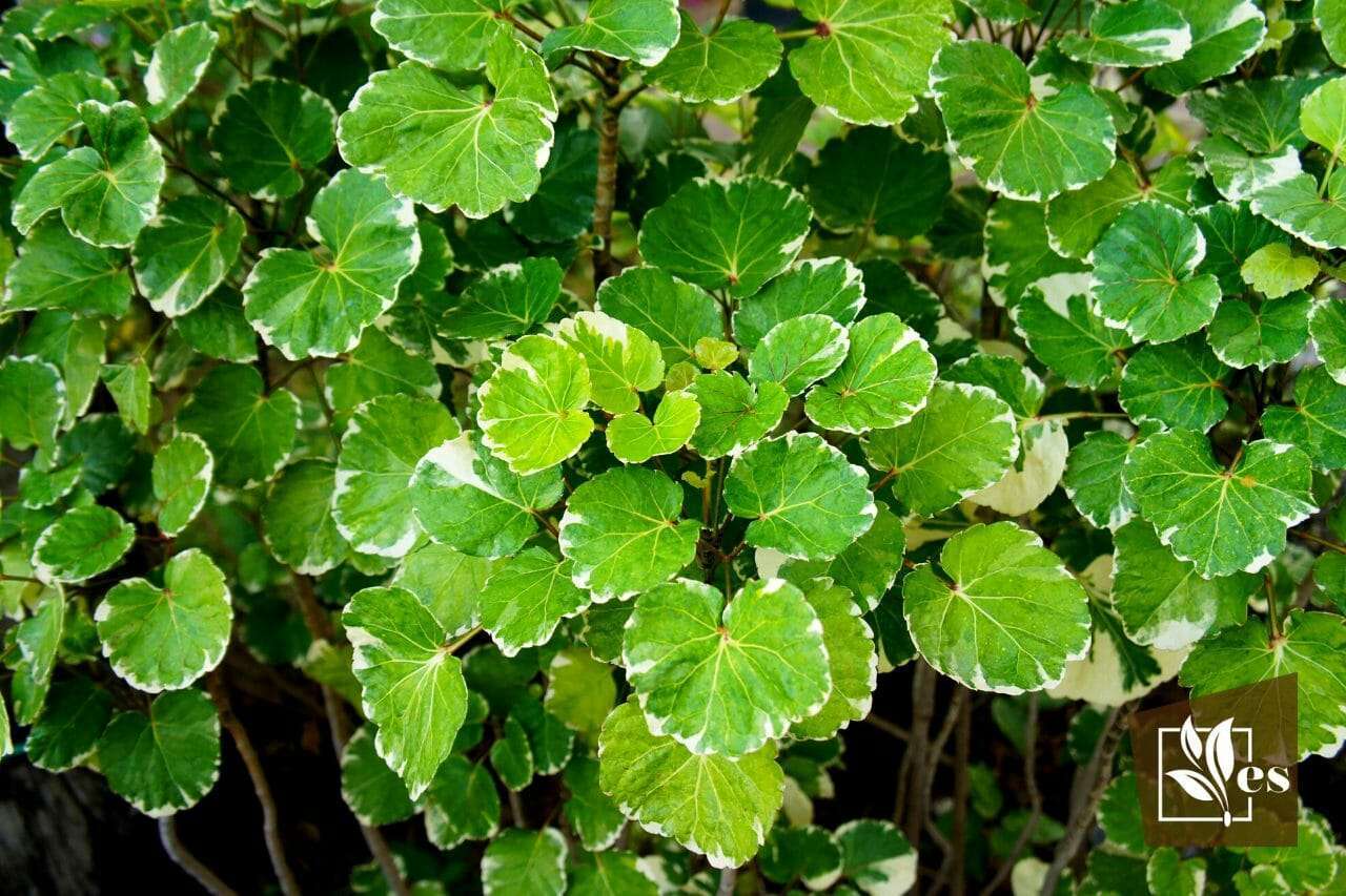 How to Grow Aralia Fabian at Home Tips and Care Guide