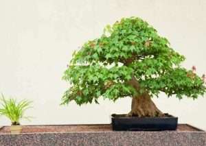 Sugar maple bonsai