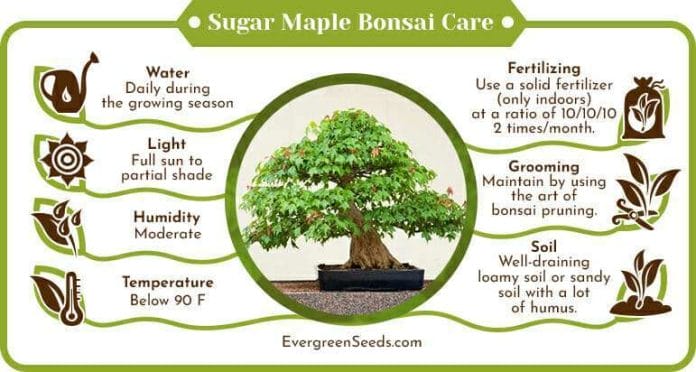 Sugar maple bonsai care infographic