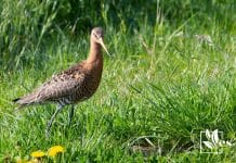 stop birds from eating your grass