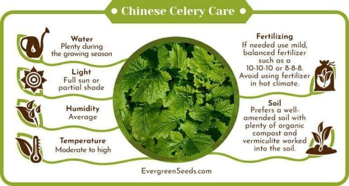 Chinese celery care infographic