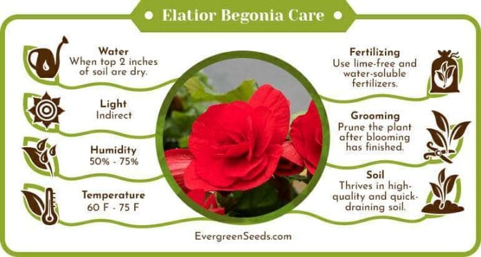 The Elatior Begonia Care Guide for a Successful Growth!