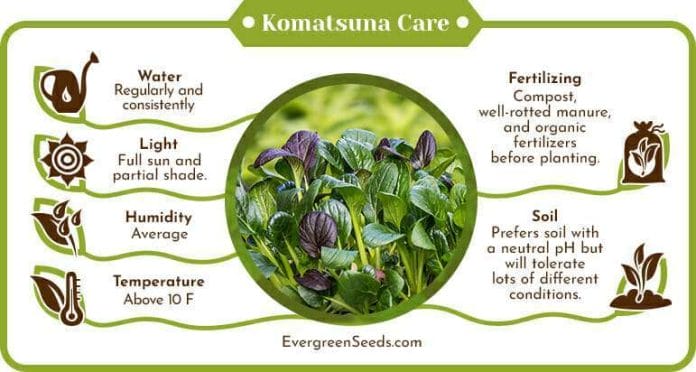 Komatsuna care infographic