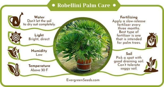 Robellini palm care infographic
