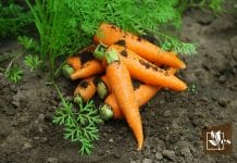 Shin kuroda carrots in soil