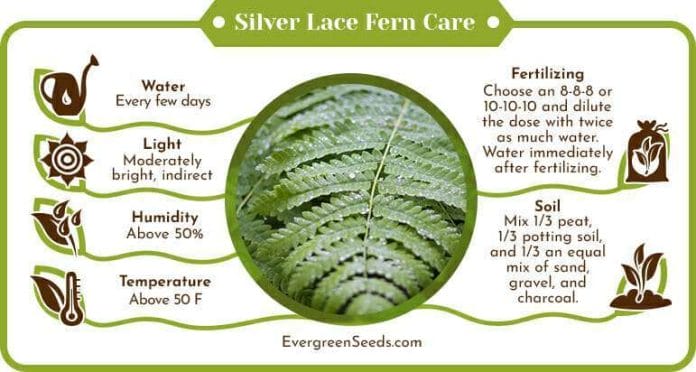Silver lace fern care infographic