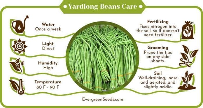 Yardlong beans care infographic