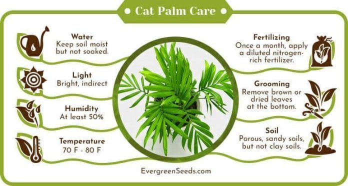 Cat palm care infographic