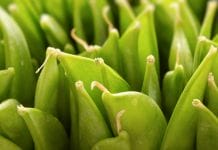 Chinese snow peas