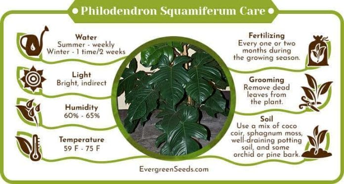 Philodendron squamiferum care infographic