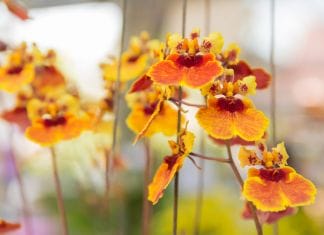 Tolumnia orchid