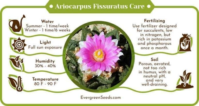 Ariocarpus fissuratus care infographic