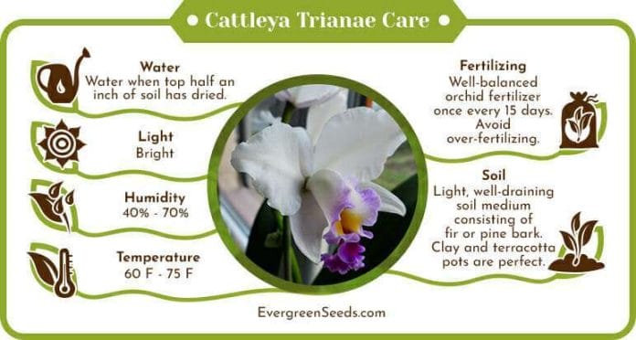 Cattleya trianae care infographic