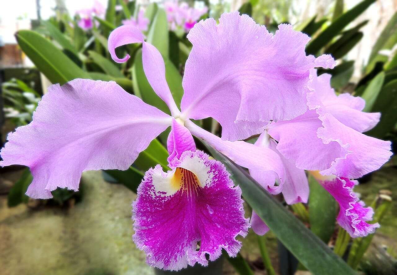 Cattleya Trianae: Care Guide for Amazing Growth