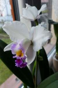 Cattleya trianae orchid growing tips