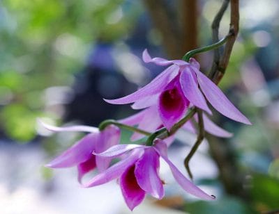 Dandrobium anosmum pink orchid