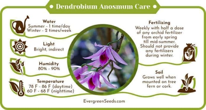 Dendrobium anosmum care infographic