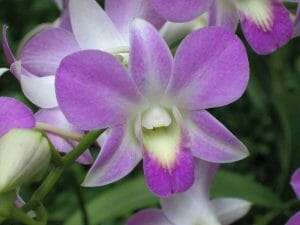 Dendrobium bigibbum flower
