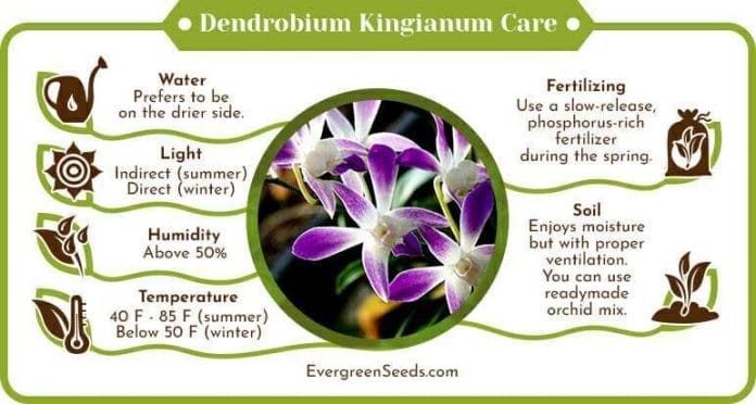 Dendrobium kingianum - Der Testsieger unseres Teams