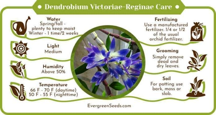 Dendrobium victoriae reginae care infographic