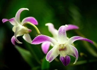 Dendrobium kingianum flowers