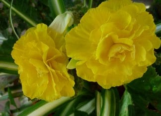 Double begonia care tips
